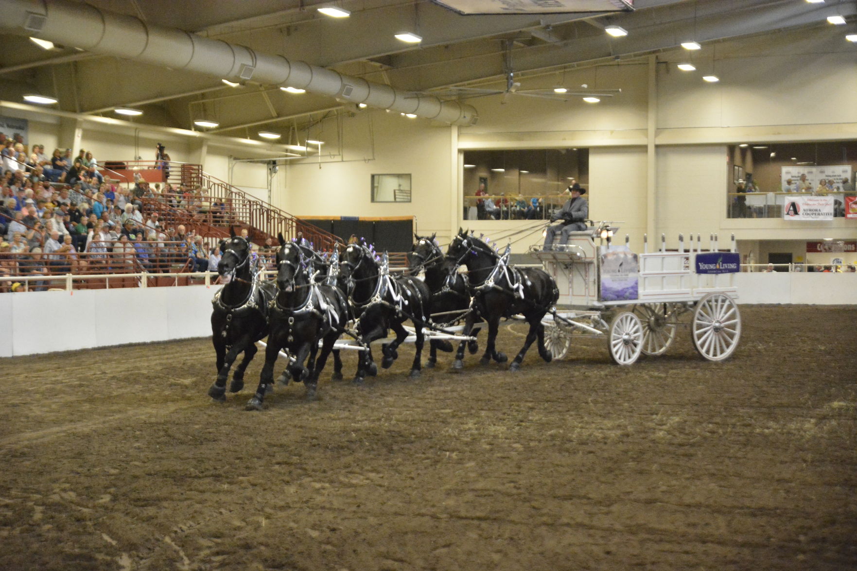 8-25-19 Draft Horse Hitch Final (135).JPG